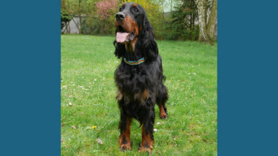 Gordon Setter 8