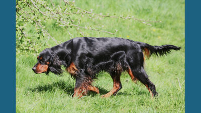 Gordon Setter 9