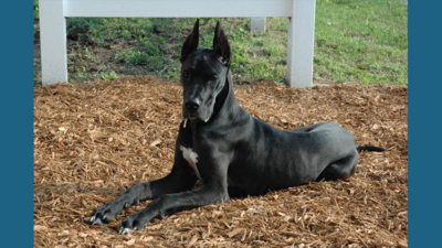 Great Dane 1