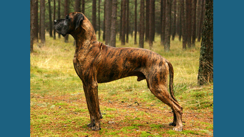 Great Dane 10