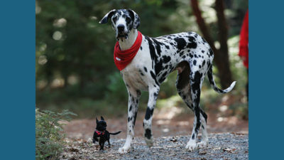 Great Dane 11