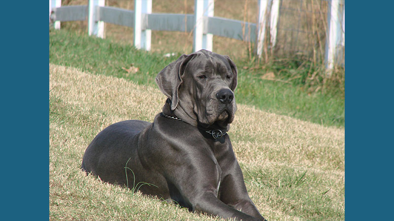 Great Dane 12