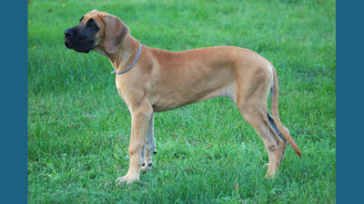 Great Dane 15