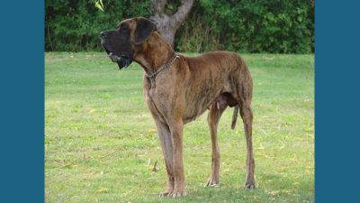 Great Dane 2