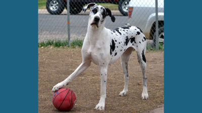 Great Dane 3