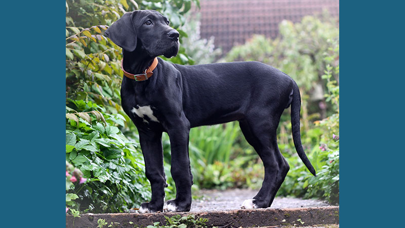 Great Dane 4