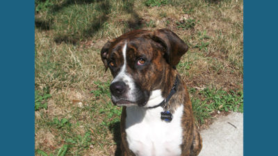 Great Dane 5