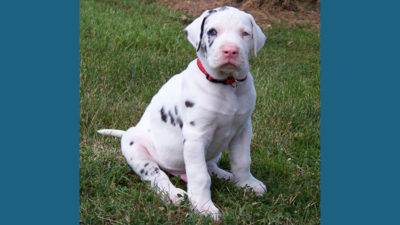 Great Dane 8