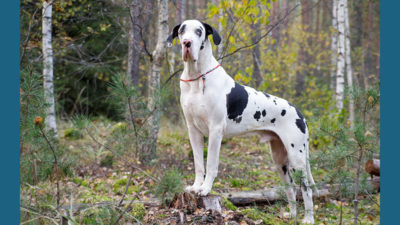 Great Dane 9