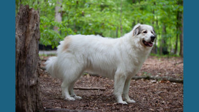 Great Pyrenees 1
