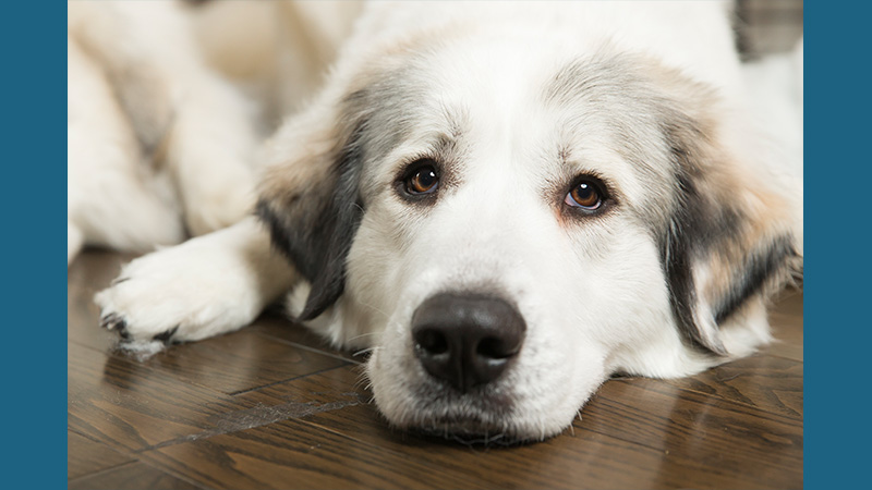 Great Pyrenees 10