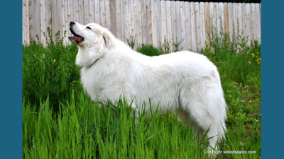 Great Pyrenees 11