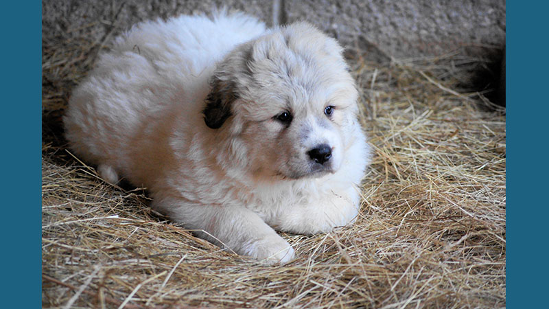 Great Pyrenees 12