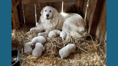 Great Pyrenees 2