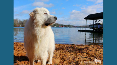 Great Pyrenees 3