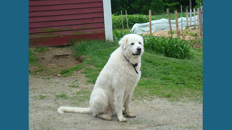 Great Pyrenees 4