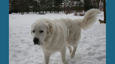 Great Pyrenees 5