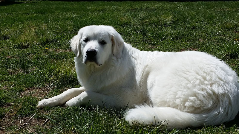 Great Pyrenees 6