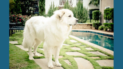 Great Pyrenees 7