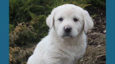 Great Pyrenees 8