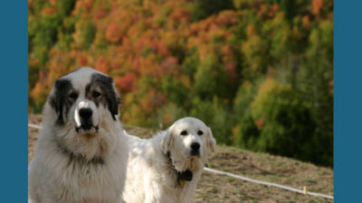 Great Pyrenees 9