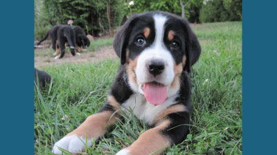 Greater Swiss Mountain Dog 1