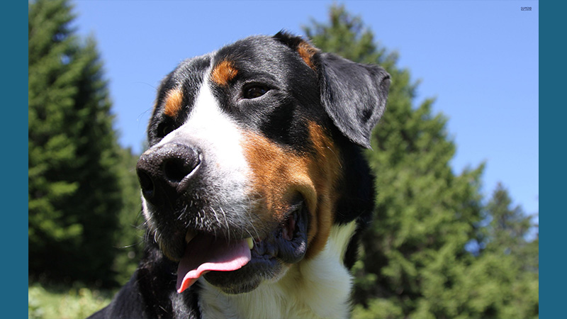 Greater Swiss Mountain Dog 2