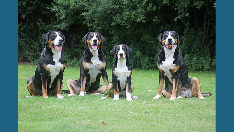 Greater Swiss Mountain Dog 3