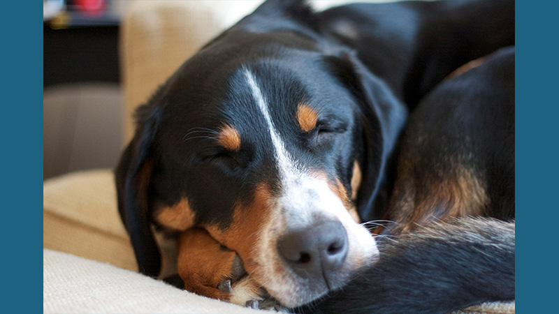 Greater Swiss Mountain Dog 4