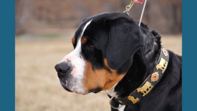 Greater Swiss Mountain Dog 5