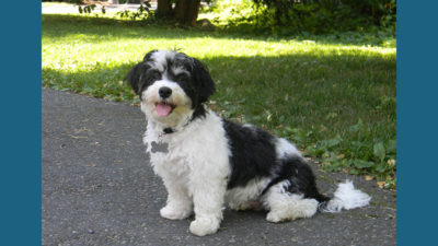 Havanese 1