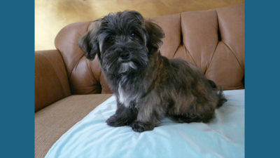 Havanese 10