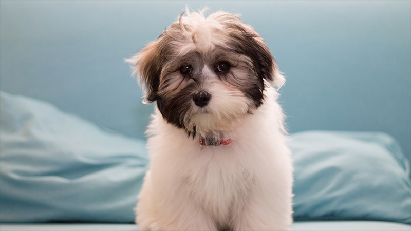 Havanese 11