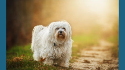 Havanese 12