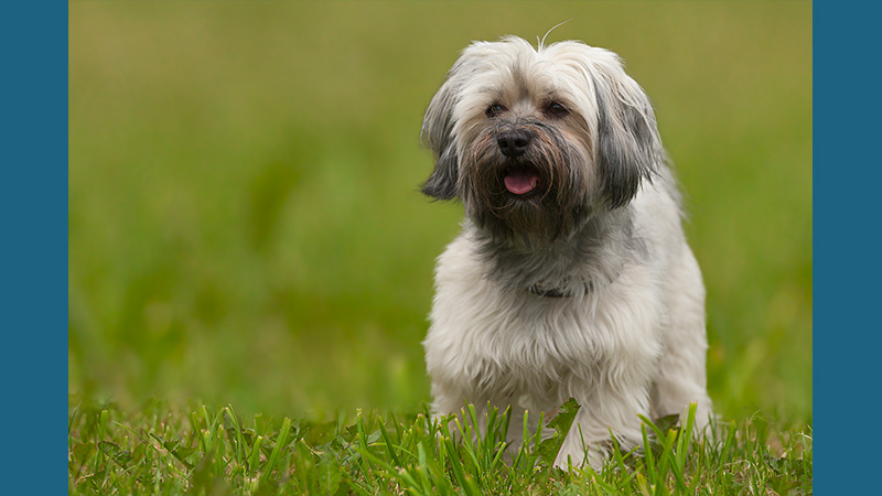 Havanese 14