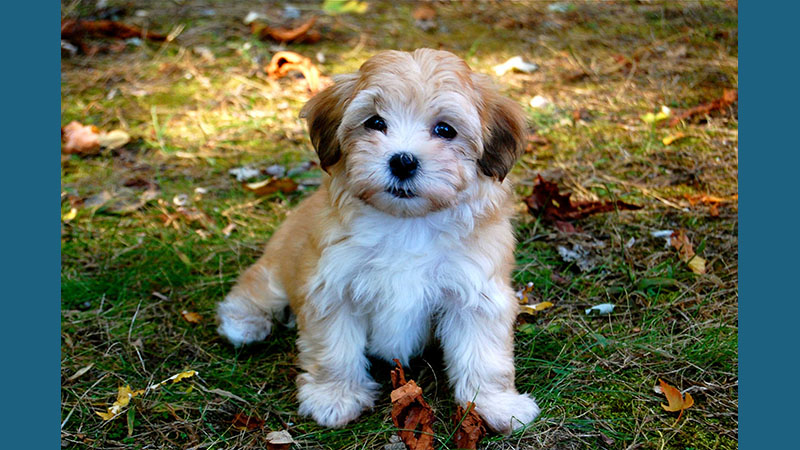 Havanese 2