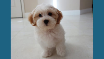 Havanese 3