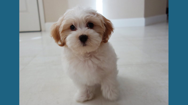 Havanese 3