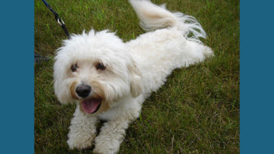 Havanese 4