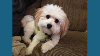 Havanese 5