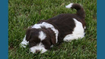 Havanese 6