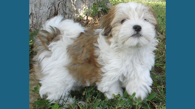 Havanese 7