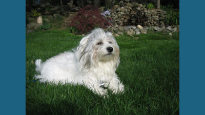 Havanese 8