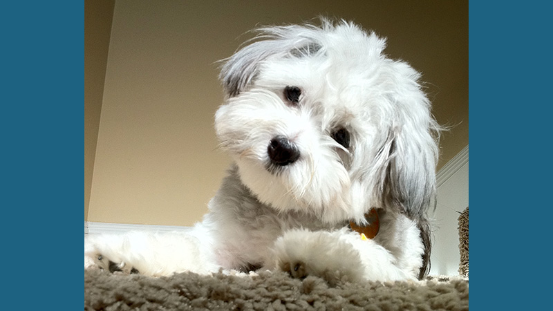 Havanese 9