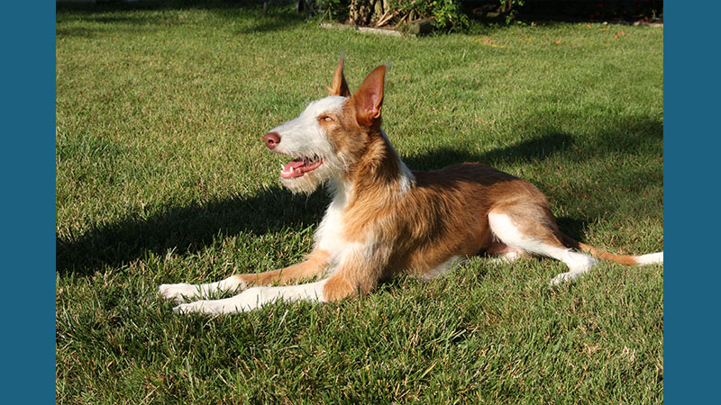 Ibizan Hound 1