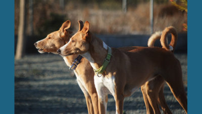 Ibizan Hound 2