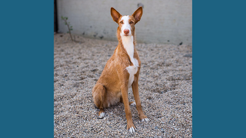 Ibizan Hound 3