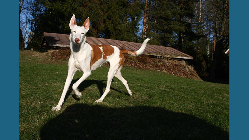 Ibizan Hound 6