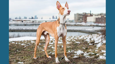 Ibizan Hound 7