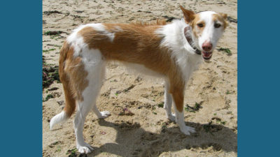 Ibizan Hound 9